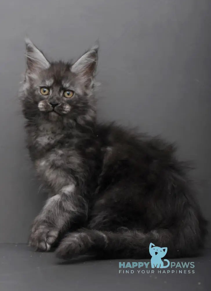 Hloe Maine Coon polydactyl female black smoke live animals