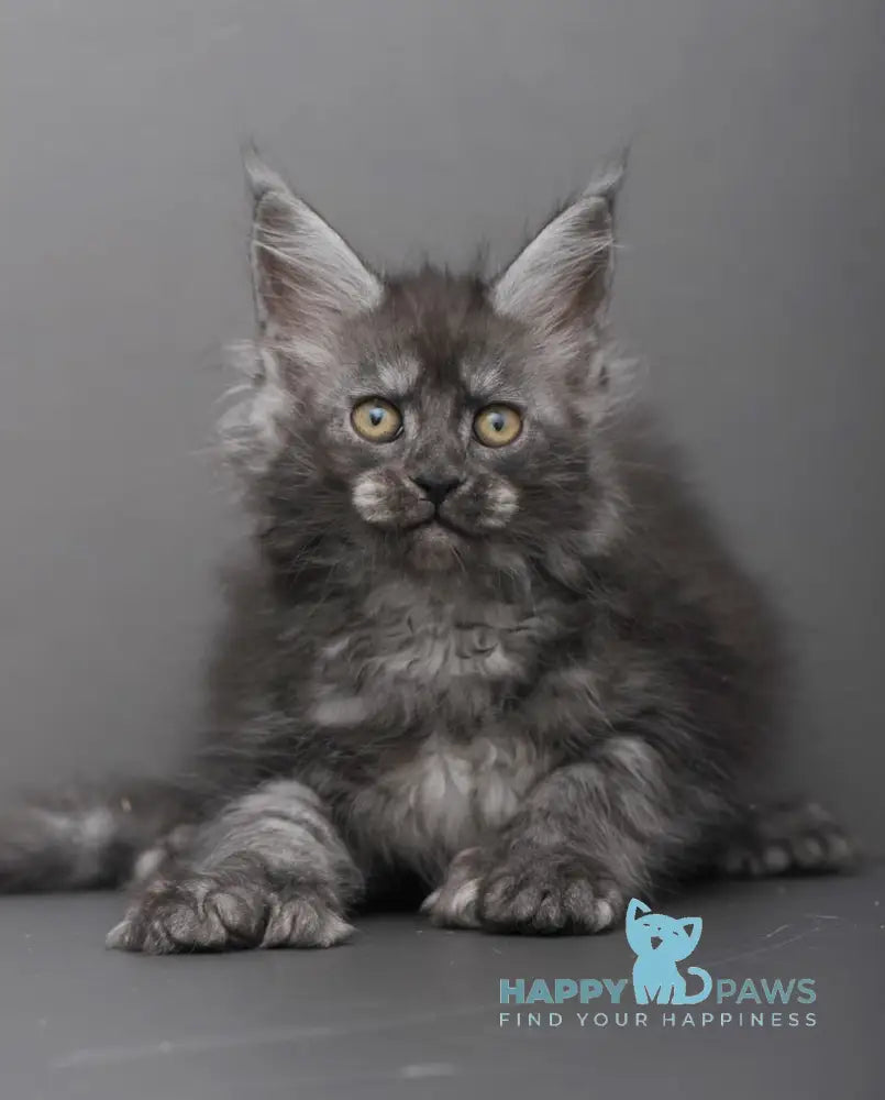 Hloe Maine Coon polydactyl female black smoke live animals