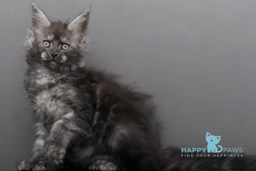 Hloe Maine Coon polydactyl female black smoke live animals