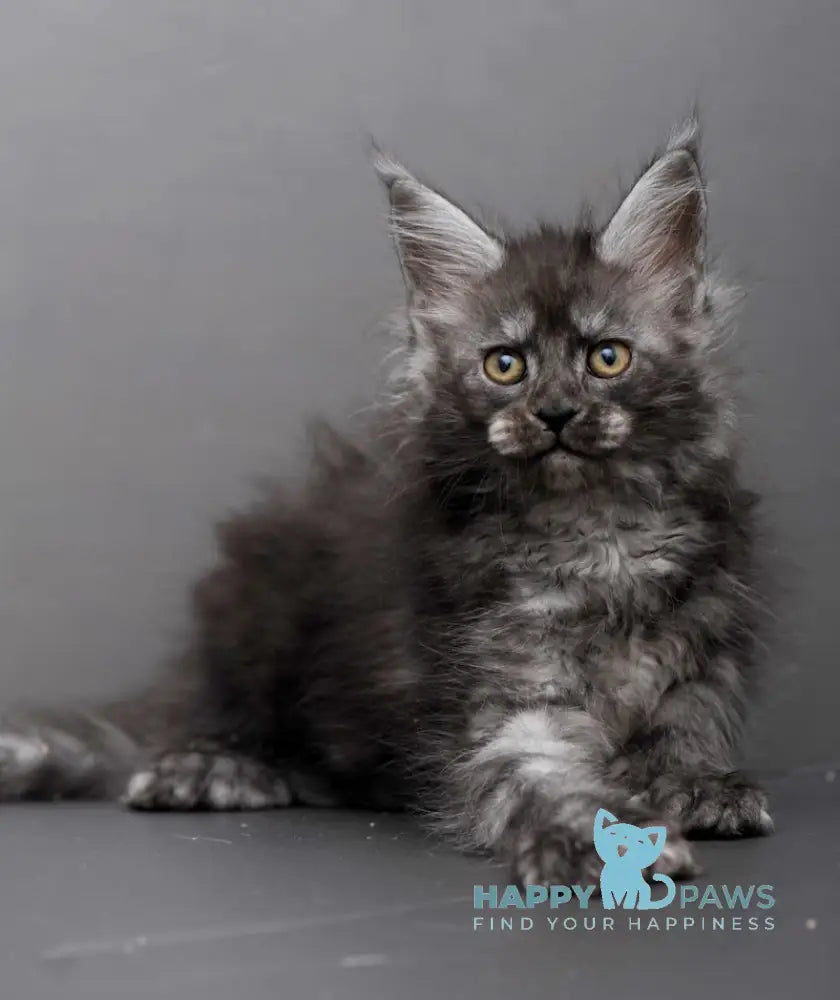 Hloe Maine Coon polydactyl female black smoke live animals