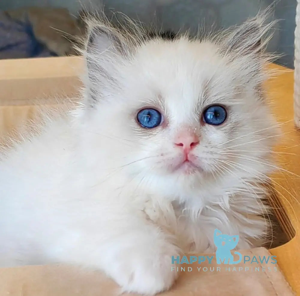 Hermy Ragdoll Female Blue Bicolour Live Animals