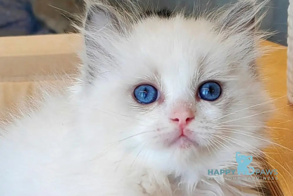 Hermy Ragdoll Female Blue Bicolour Live Animals