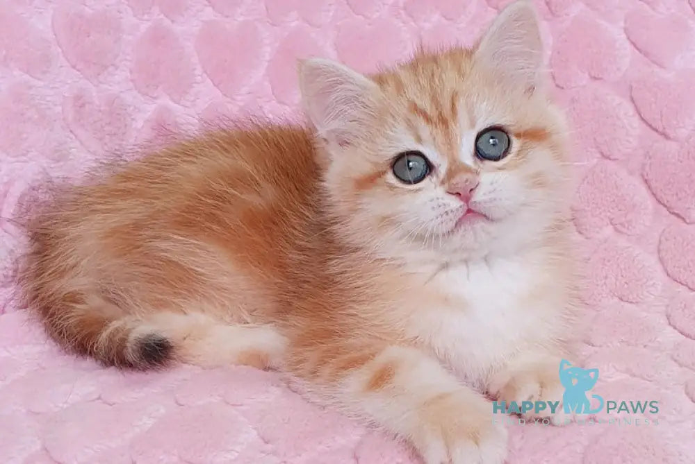 Hloya British Shorthair Female Black Golden Tabby Live Animals