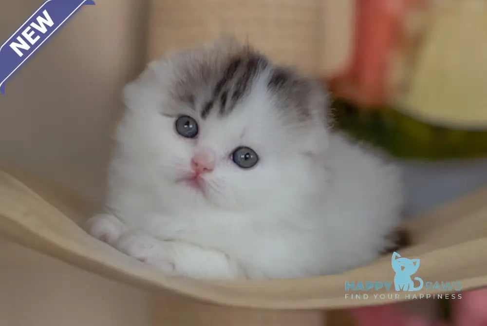 Holly Scottish Fold female black tortie silver harlequin tabby live animals