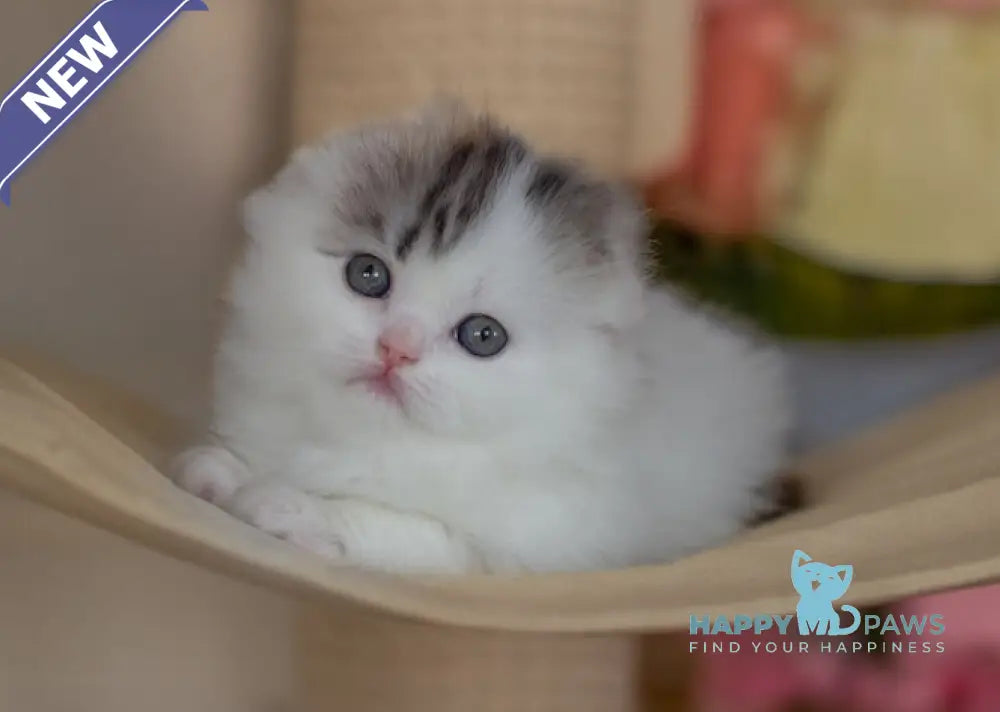 Holly Scottish Fold female black tortie silver harlequin tabby live animals