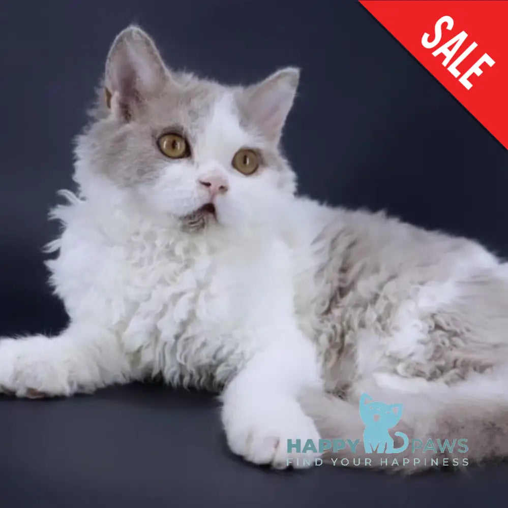 Hollywood Selkirk Rex Male Lilac Harlequin Live Animals