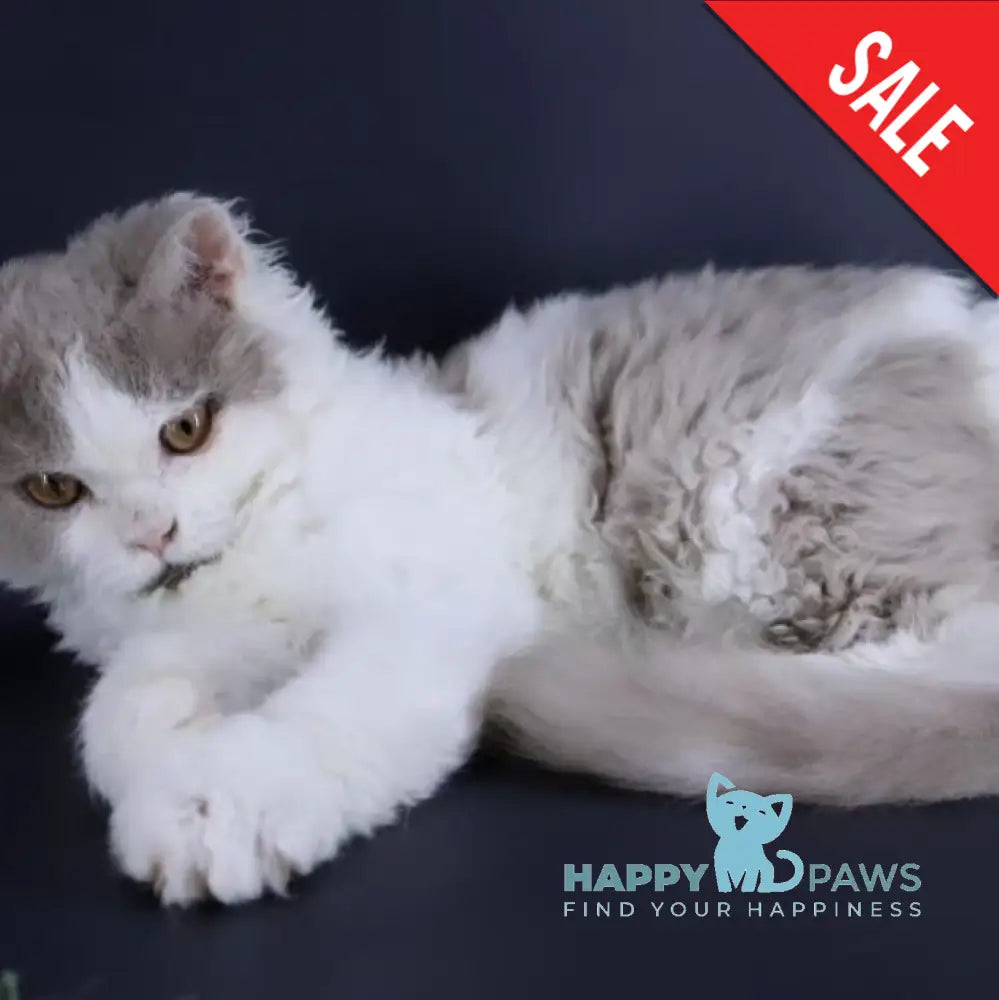 Hollywood Selkirk Rex Male Lilac Harlequin Live Animals