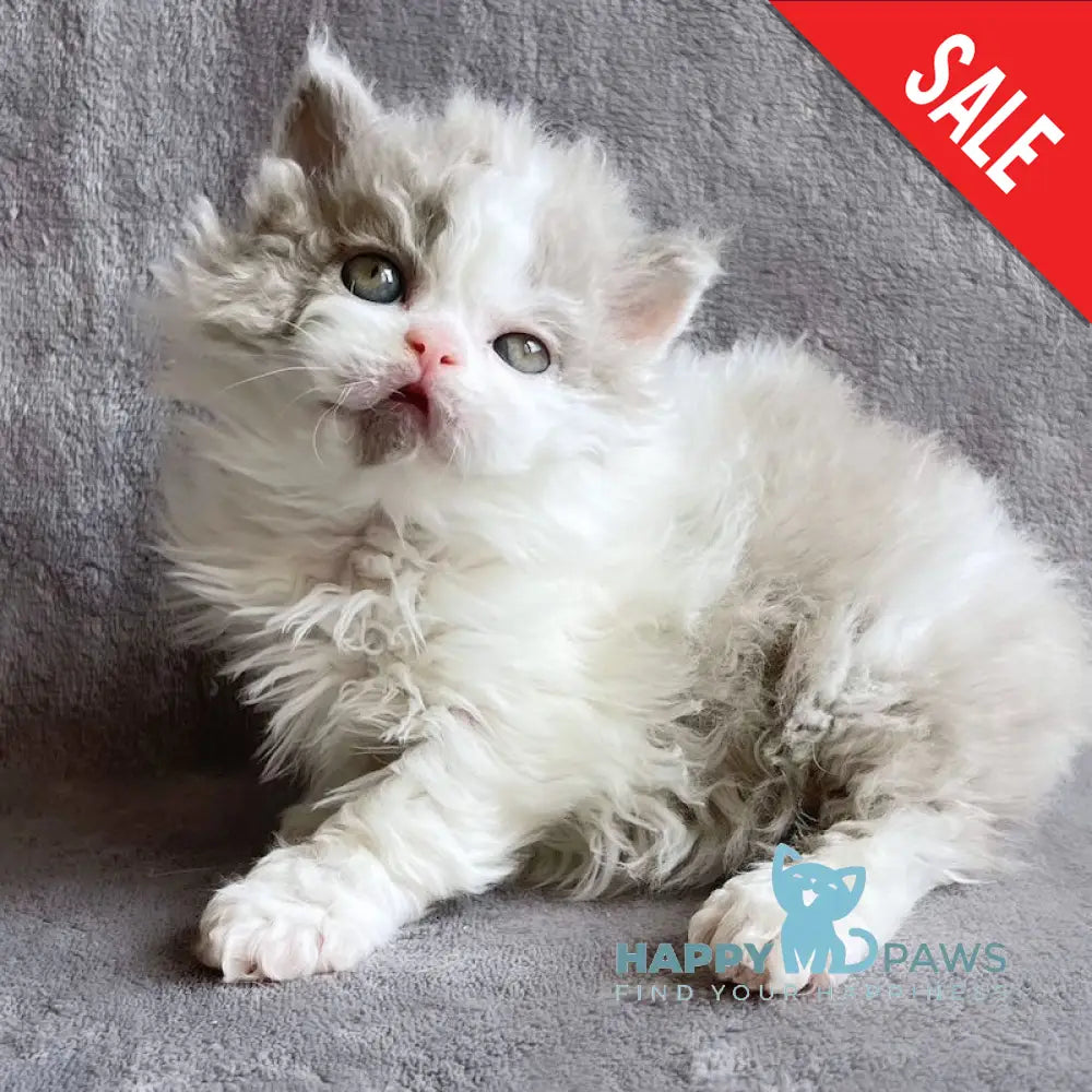 Hollywood Selkirk Rex Male Lilac Harlequin Live Animals