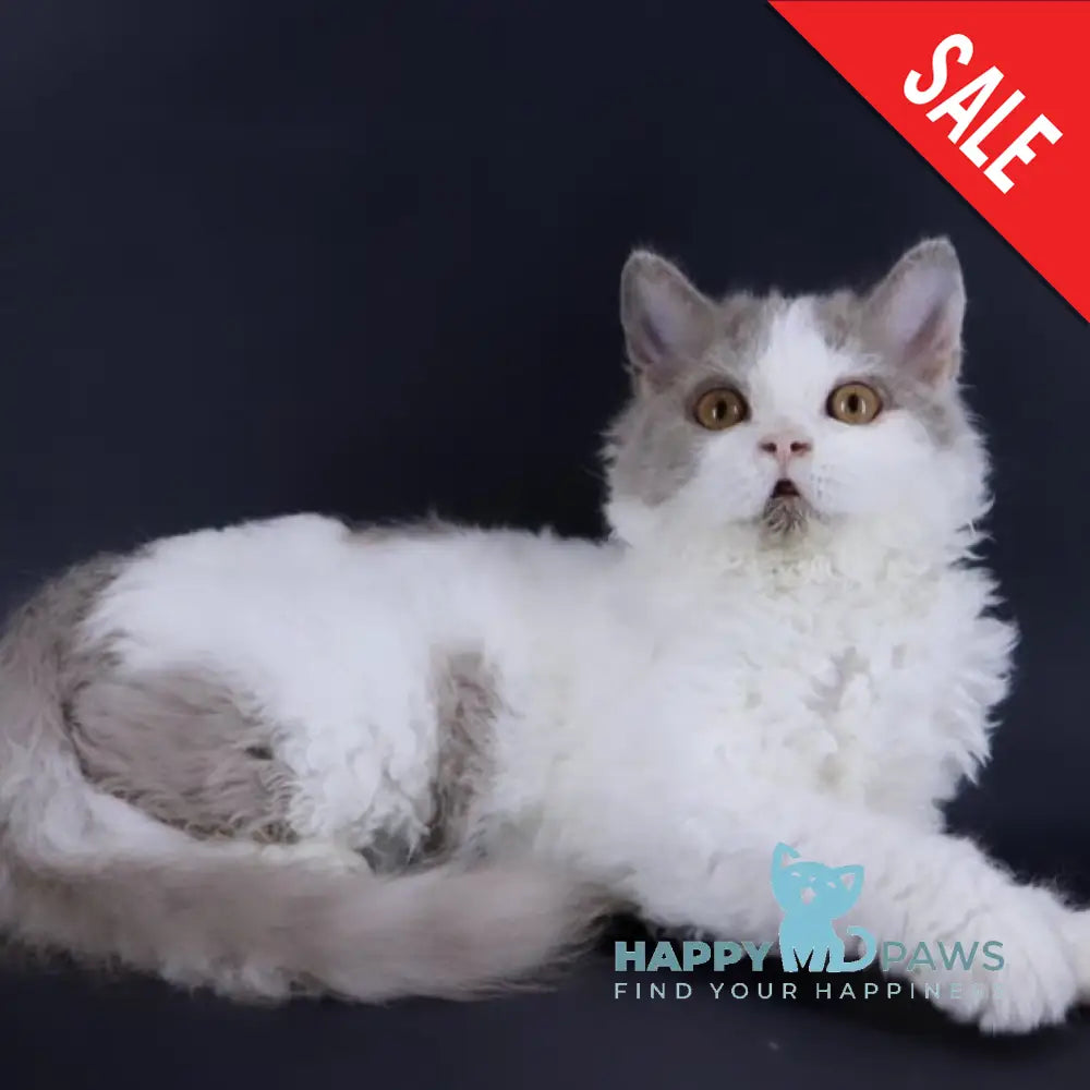 Hollywood Selkirk Rex Male Lilac Harlequin Live Animals