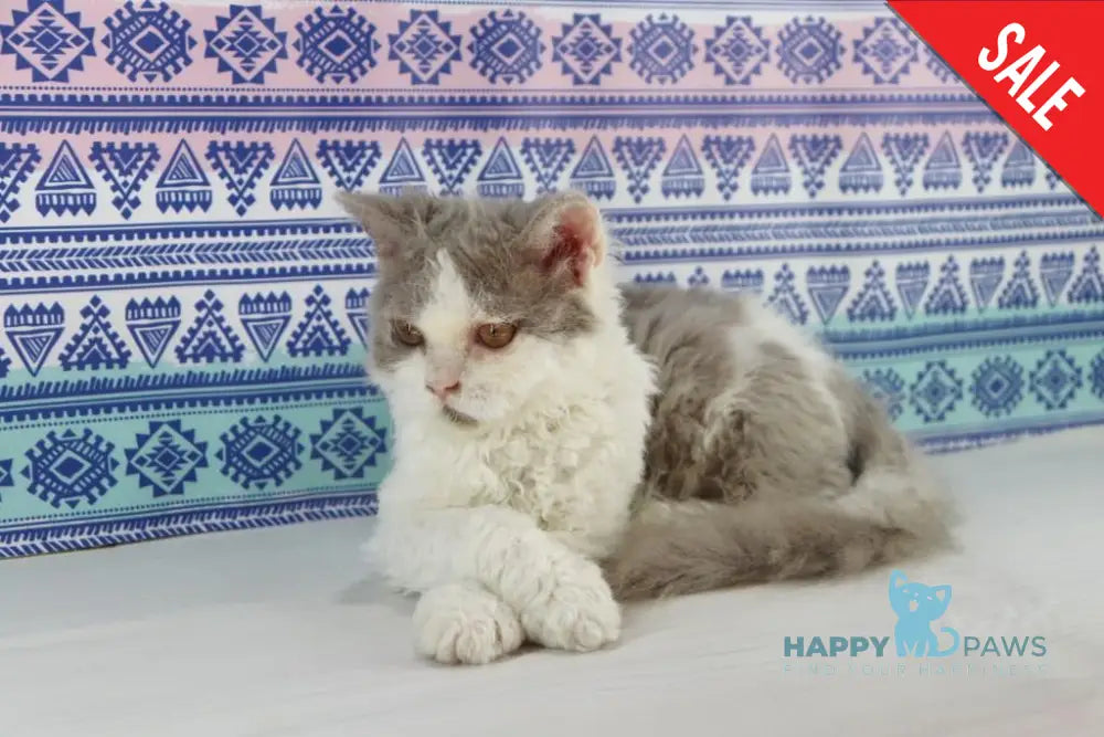 Hollywood Selkirk Rex Male Lilac Harlequin Live Animals