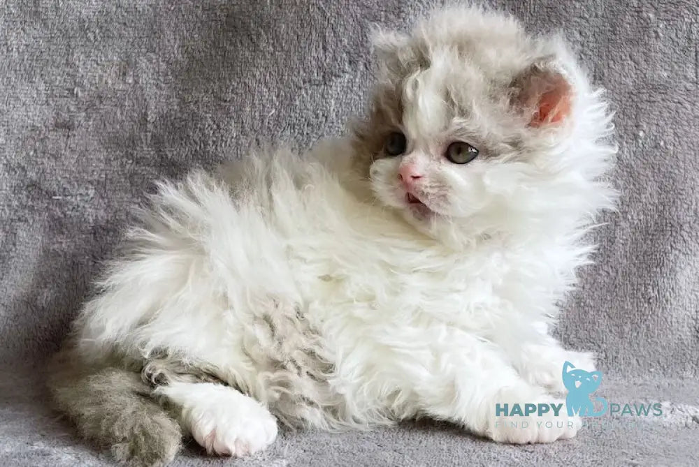 Hollywood Selkirk Rex Male Lilac Harlequin Live Animals