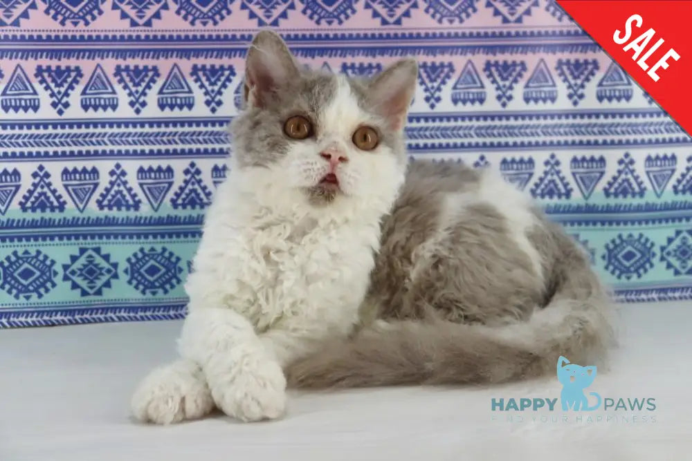 Hollywood Selkirk Rex Male Lilac Harlequin Live Animals