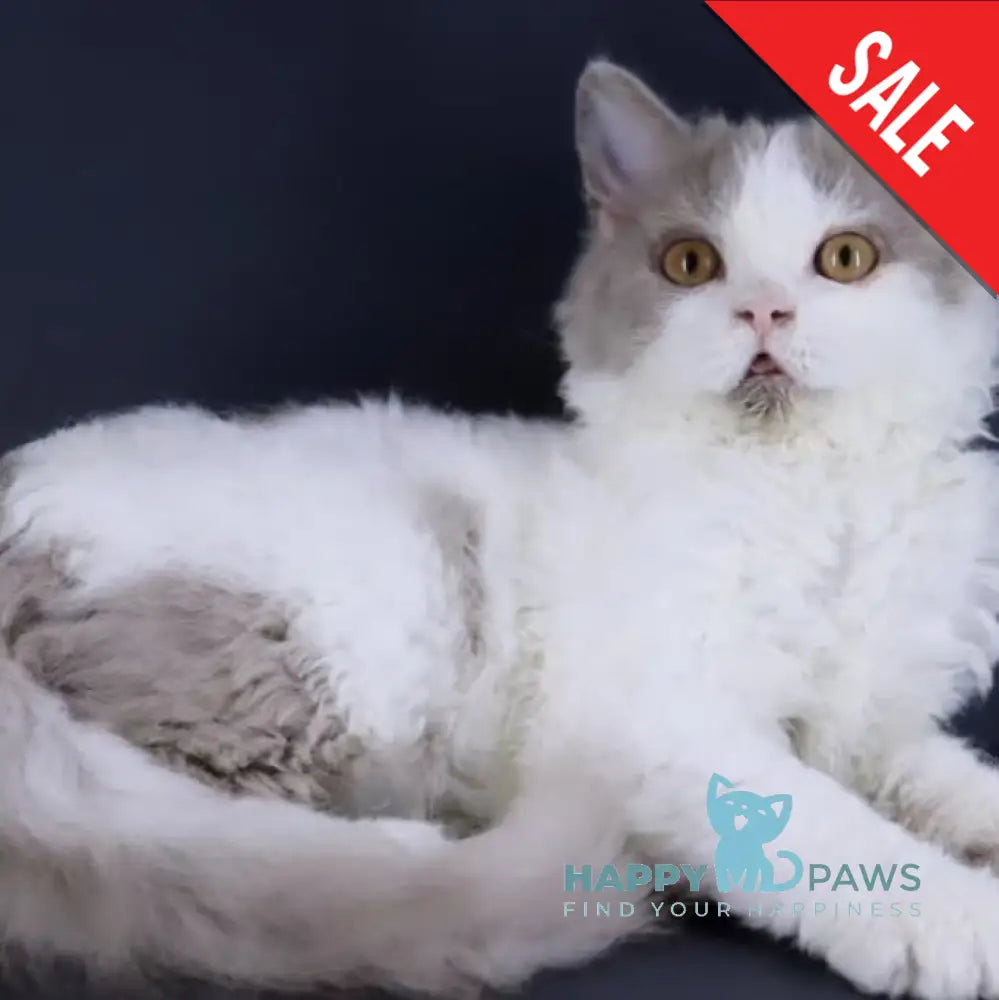 Hollywood Selkirk Rex Male Lilac Harlequin Live Animals