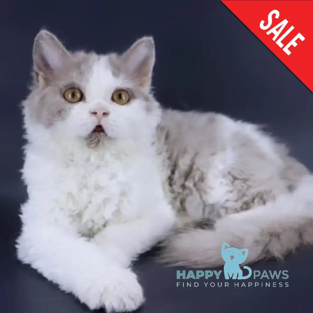 Hollywood Selkirk Rex Male Lilac Harlequin Live Animals