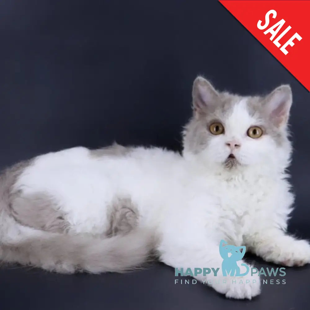 Hollywood Selkirk Rex Male Lilac Harlequin Live Animals