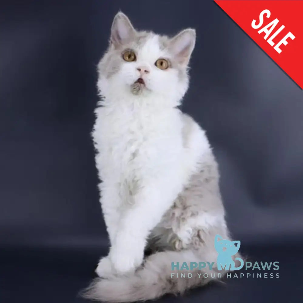 Hollywood Selkirk Rex Male Lilac Harlequin Live Animals