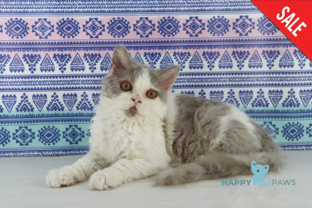 Hollywood Selkirk Rex Male Lilac Harlequin Live Animals