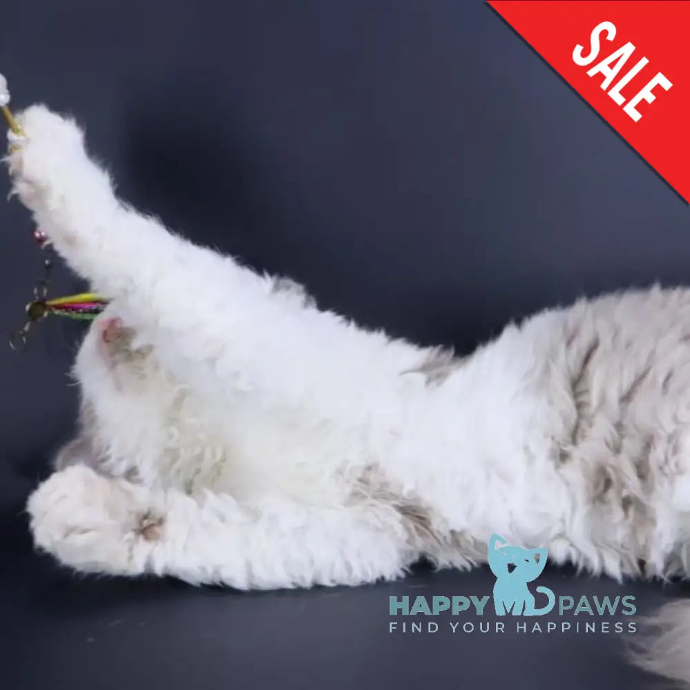 Hollywood Selkirk Rex Male Lilac Harlequin Live Animals