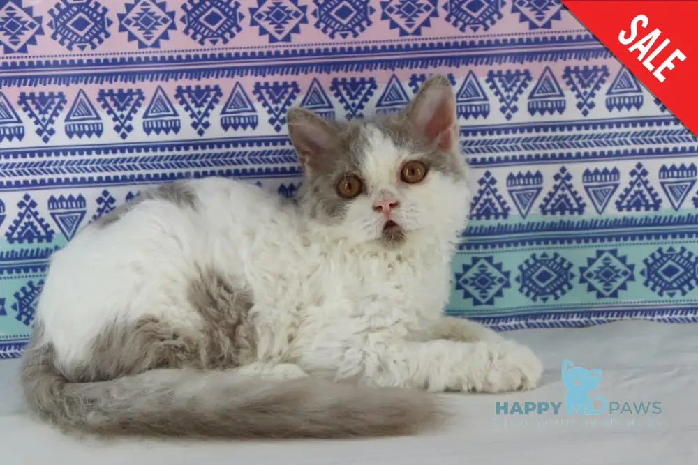 Hollywood Selkirk Rex Male Lilac Harlequin Live Animals