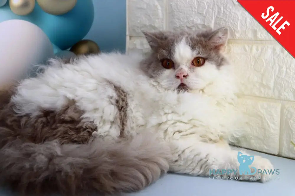 Hollywood Selkirk Rex Male Lilac Harlequin Live Animals