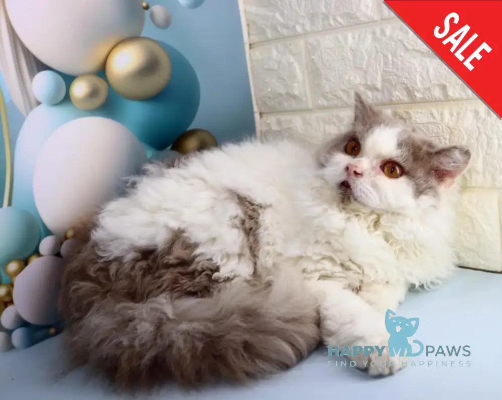 Hollywood Selkirk Rex Male Lilac Harlequin Live Animals