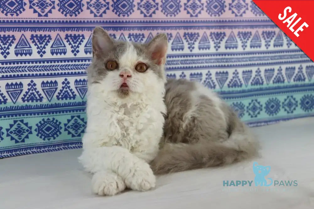 Hollywood Selkirk Rex Male Lilac Harlequin Live Animals