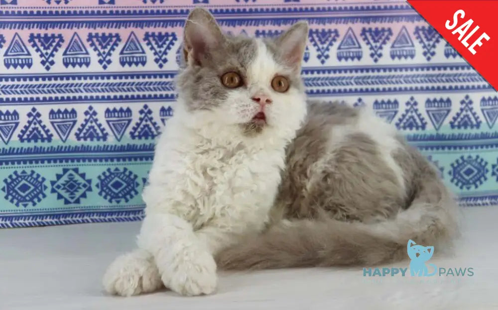 Hollywood Selkirk Rex Male Lilac Harlequin Live Animals