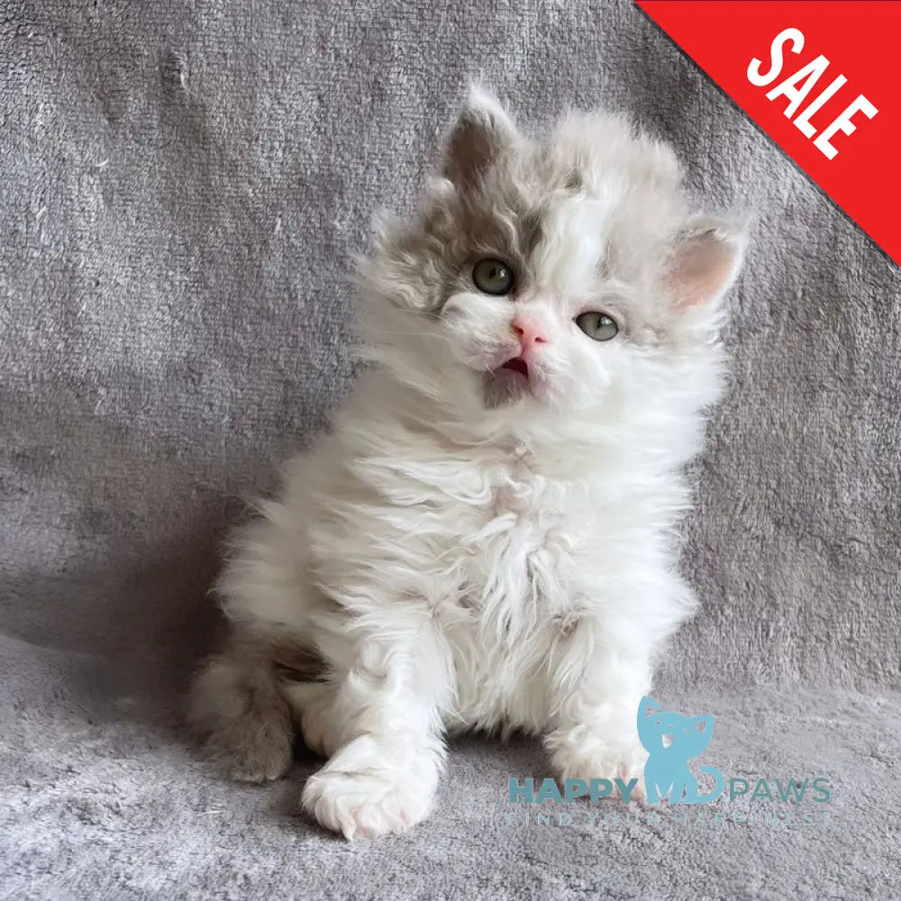 Hollywood Selkirk Rex Male Lilac Harlequin Live Animals