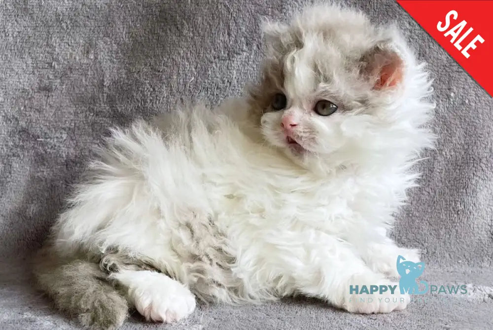 Hollywood Selkirk Rex Male Lilac Harlequin Live Animals