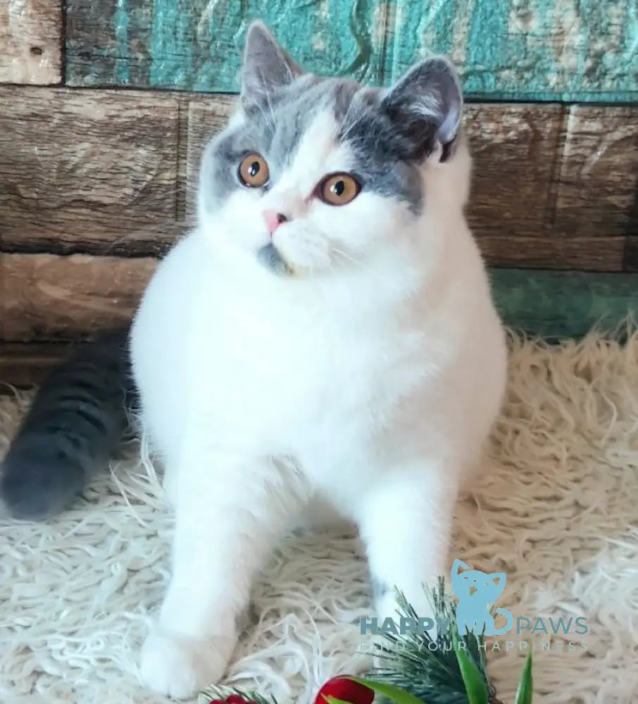 Honda British Shorthair Female Blue Van Live Animals