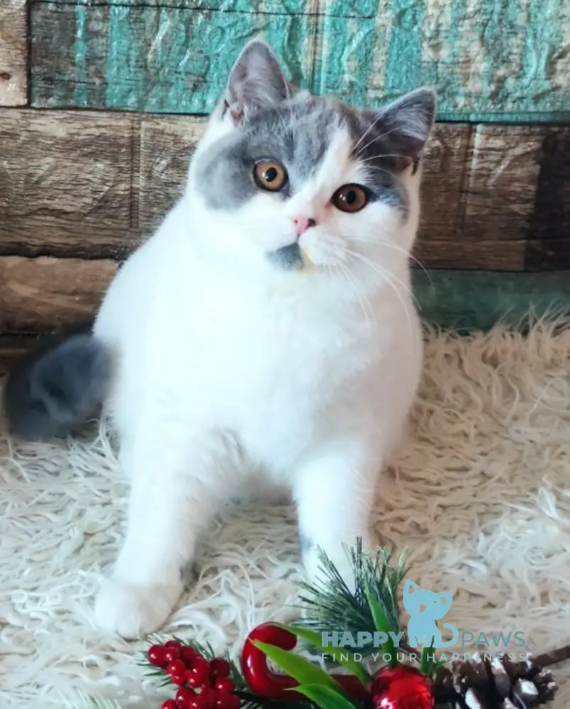 Honda British Shorthair Female Blue Van Live Animals