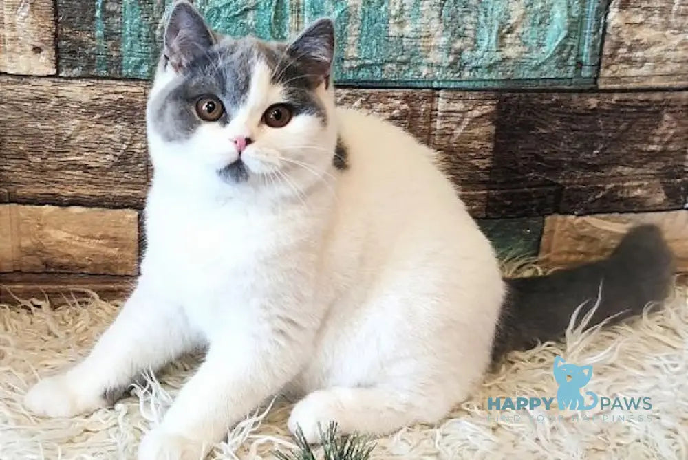 Honda British Shorthair Female Blue Van Live Animals