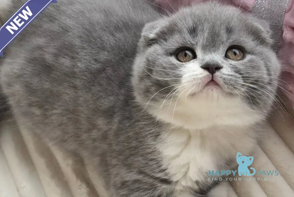 Honey Scottish Fold Female Blue Bicolour Live Animals