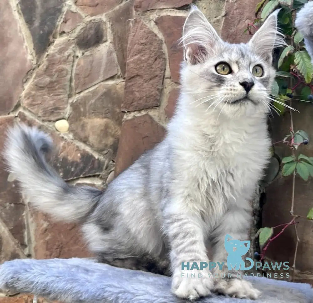 Houston Maine Coon Male Black Silver Tabby Live Animals