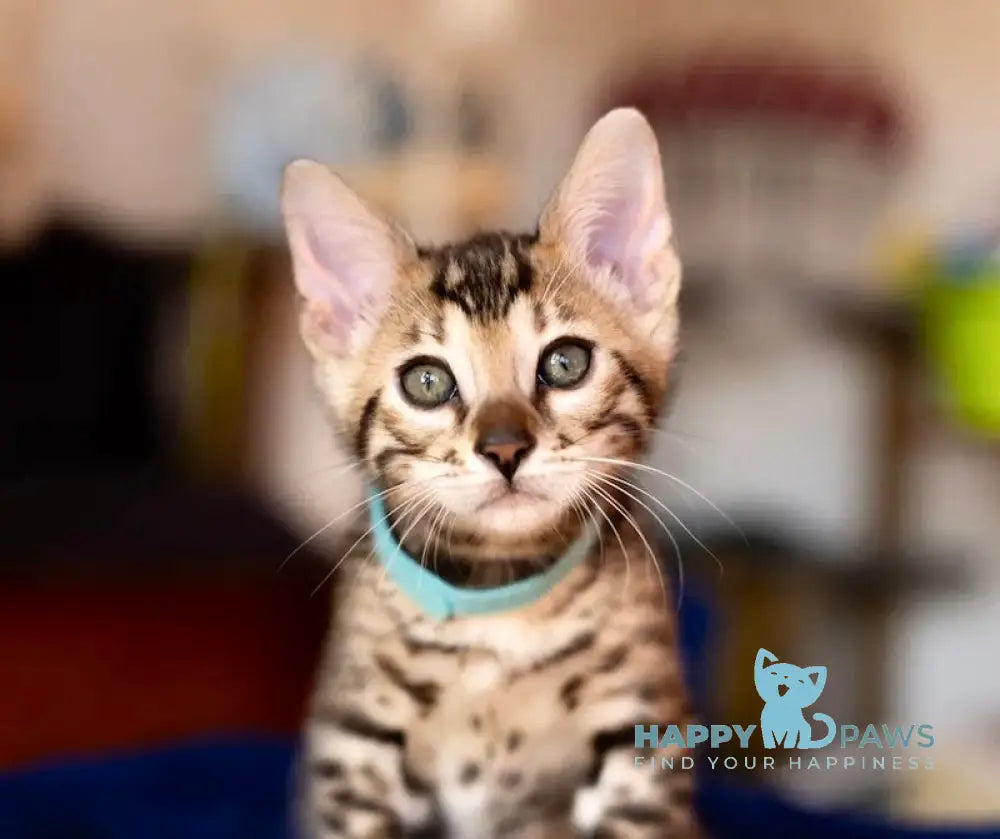 Hummer Bengal Male Black Spotted Tabby Live Animals