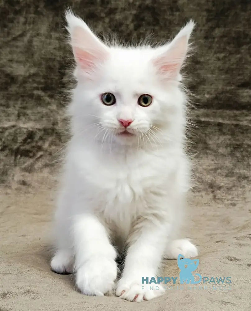 Hunter Maine Coon Male White Live Animals