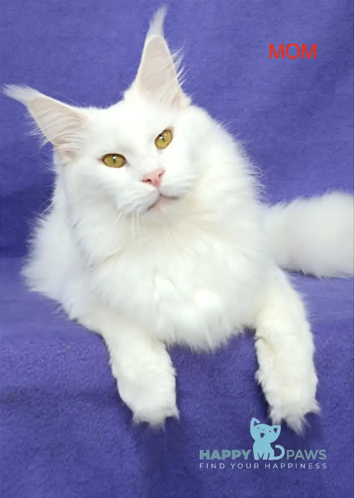 Hunter Maine Coon Male White Live Animals