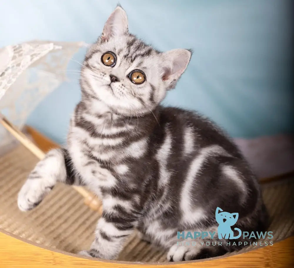 Ice Cream Scottish Straight male black silver tabby live animals