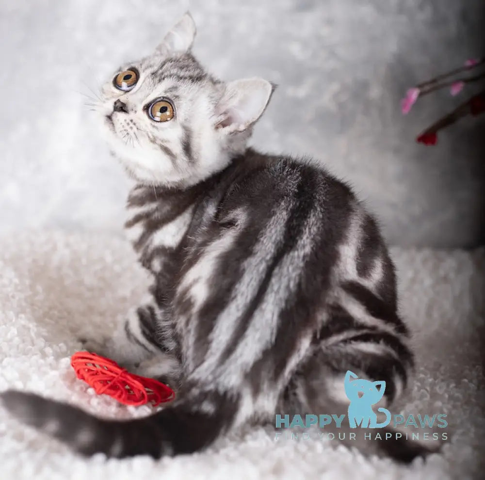 Ice Cream Scottish Straight male black silver tabby live animals