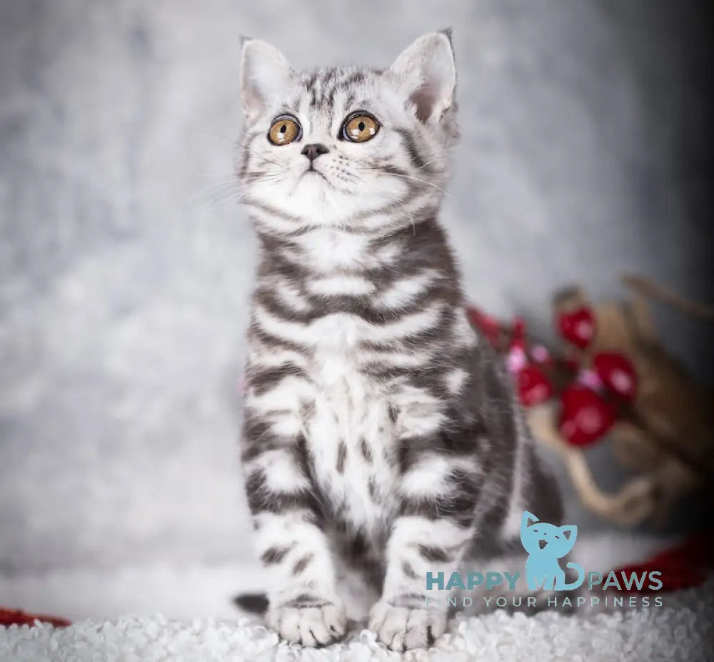 Ice Cream Scottish Straight male black silver tabby live animals