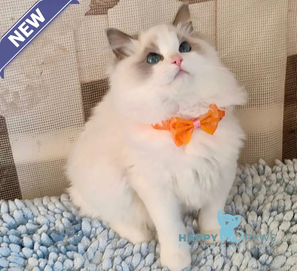 Ida Ragdoll Female Blue Bicolour Live Animals