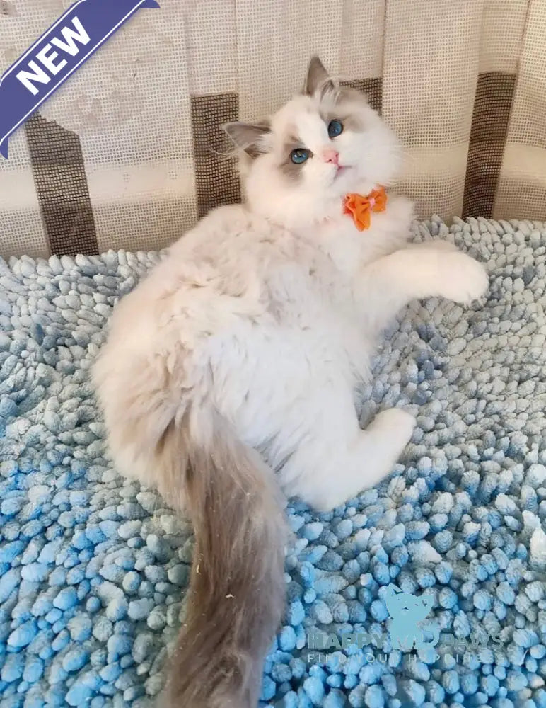 Ida Ragdoll Female Blue Bicolour Live Animals