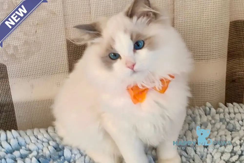 Ida Ragdoll Female Blue Bicolour Live Animals