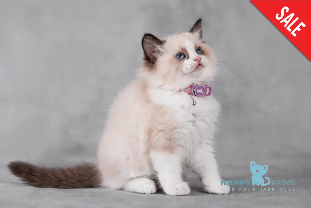 T Ragdoll Female Seal Bicolour Live Animals