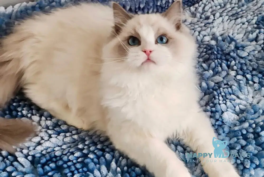 Igory Ragdoll Male Blue Bicolour Live Animals