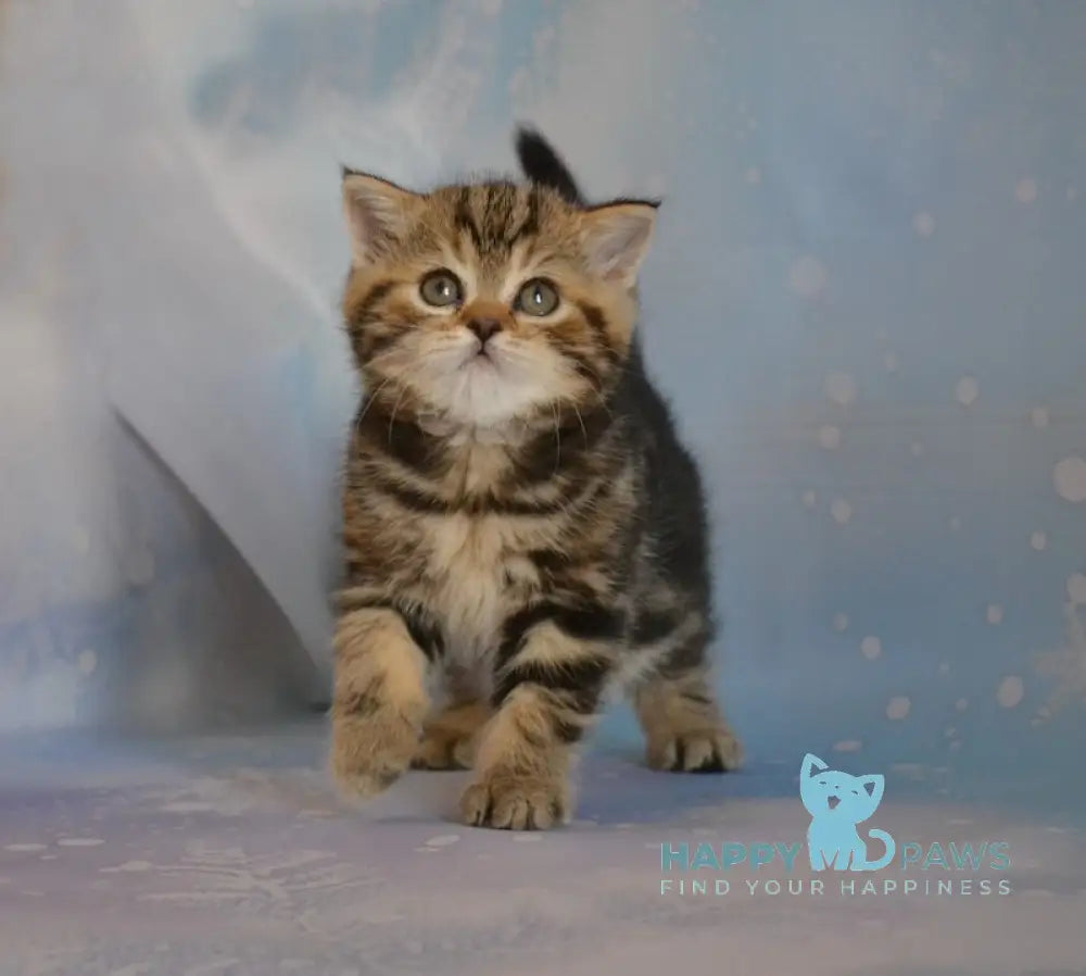 Ilona Scottish Straight Female Black Tabby Live Animals