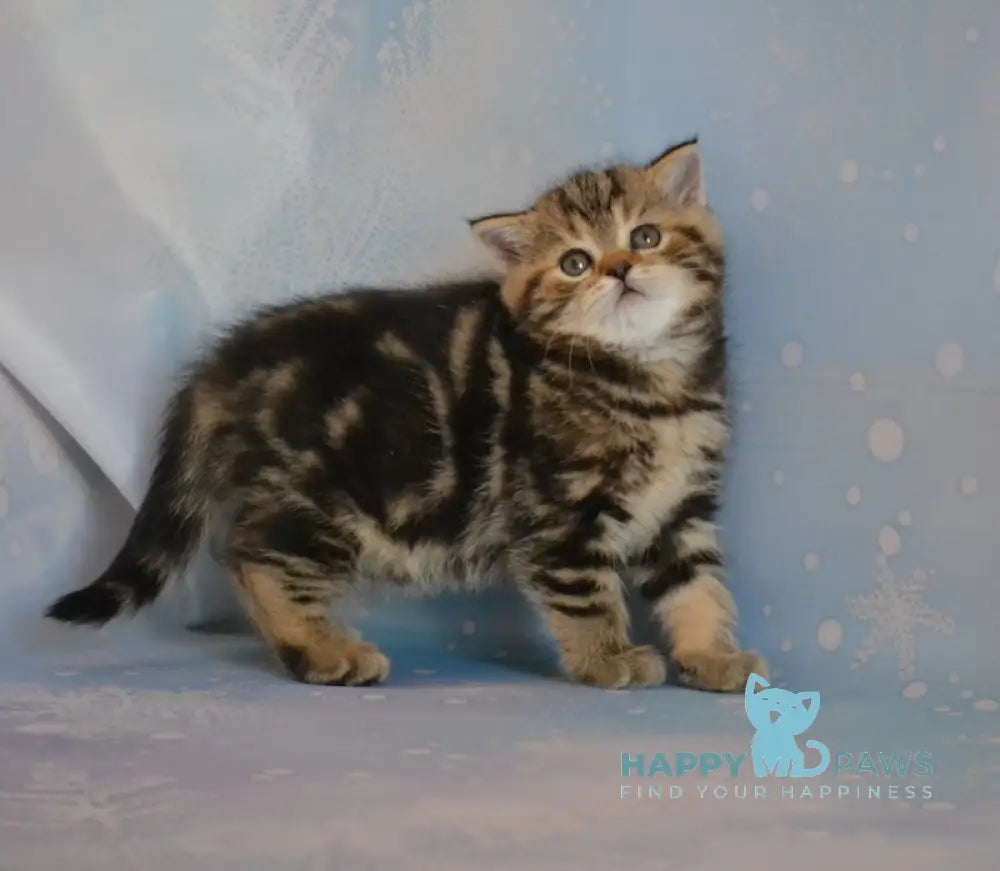 Ilona Scottish Straight Female Black Tabby Live Animals