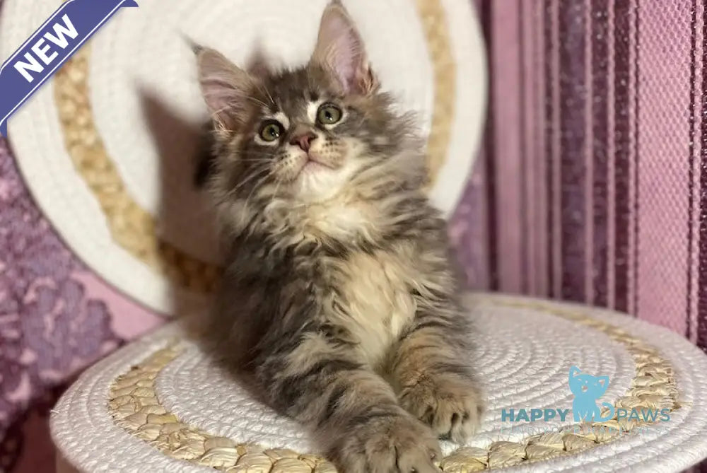 Indigo Maine Coon Male Blue Tabby Live Animals