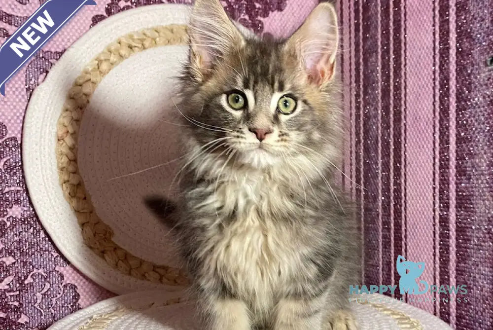 Indigo Maine Coon Male Blue Tabby Live Animals