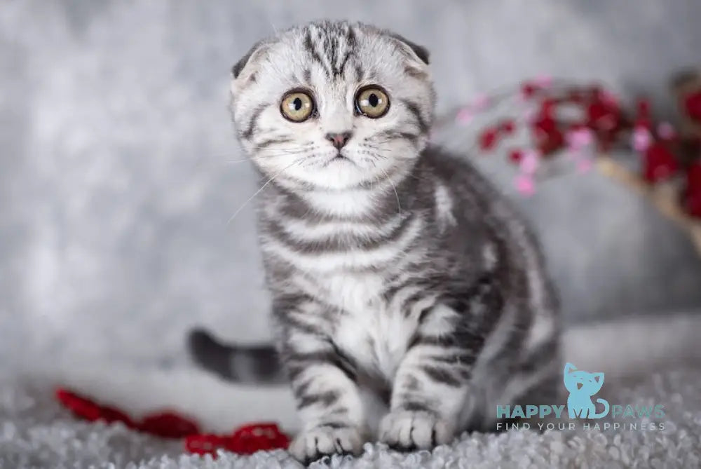 Indigo Scottish Fold male black silver tabby live animals